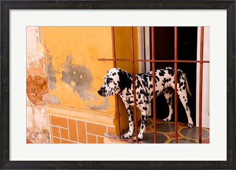 Framed Spotted dog and colorful wall in Trinidad Cuba Print