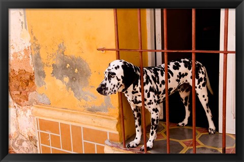 Framed Spotted dog and colorful wall in Trinidad Cuba Print