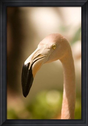 Framed Caribbean, Bonaire, Flamingos, tropical bird Print