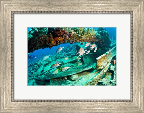 Framed Schooling Soldierfish, Wreck of the RMS Rhone, coast of Salt Island, Tortola, British Virgin Islands, Caribbean Print