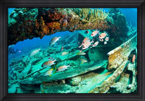 Framed Schooling Soldierfish, Wreck of the RMS Rhone, coast of Salt Island, Tortola, British Virgin Islands, Caribbean Print