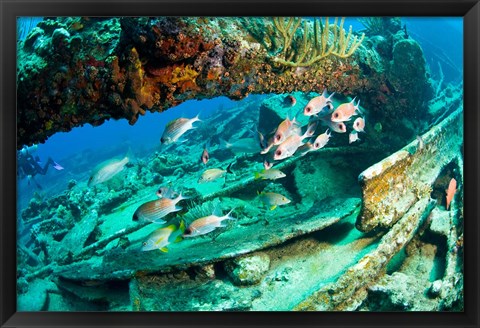 Framed Schooling Soldierfish, Wreck of the RMS Rhone, coast of Salt Island, Tortola, British Virgin Islands, Caribbean Print