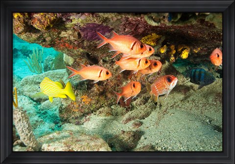 Framed Soldierfish, grunts, Tortola, BVI Print