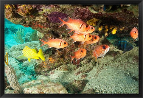 Framed Soldierfish, grunts, Tortola, BVI Print