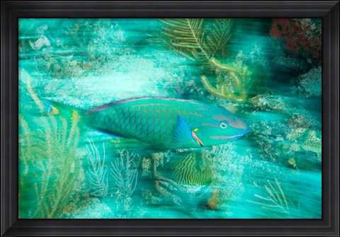 Framed Stoplight Parrotfish, Virgin Gorda Island, British Virgin Islands, Caribbean Print