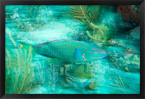 Framed Stoplight Parrotfish, Virgin Gorda Island, British Virgin Islands, Caribbean Print