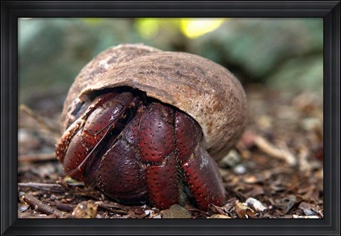 Framed Hermit crab (crustacean), Virgin Islands Print