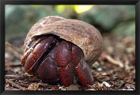 Framed Hermit crab (crustacean), Virgin Islands Print