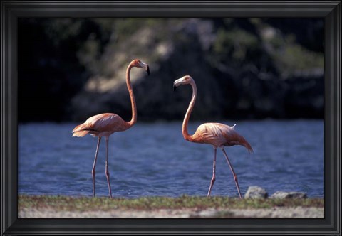 Framed Pink Flamingos on Lake Goto Meer, Bonaire, Caribbean Print