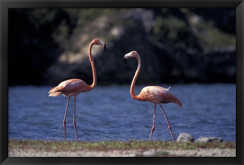 Framed Pink Flamingos on Lake Goto Meer, Bonaire, Caribbean Print