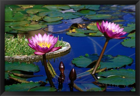 Framed Water Lillies in Reflecting Pool at Palm Grove Gardens, Barbados Print