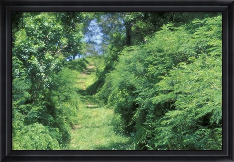 Framed View of Path Through Trees, Bermuda, Caribbean Print