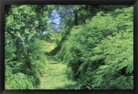 Framed View of Path Through Trees, Bermuda, Caribbean Print
