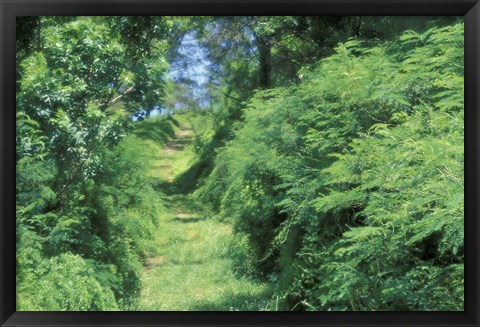 Framed View of Path Through Trees, Bermuda, Caribbean Print