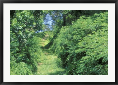 Framed View of Path Through Trees, Bermuda, Caribbean Print