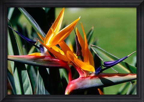 Framed Bird of Paradise in Bermuda Botanical Gardens, Caribbean Print