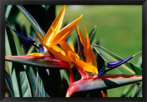 Framed Bird of Paradise in Bermuda Botanical Gardens, Caribbean Print