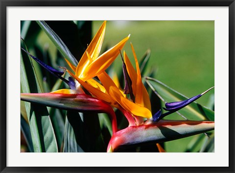 Framed Bird of Paradise in Bermuda Botanical Gardens, Caribbean Print