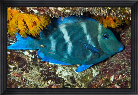 Framed Blue Tang fish, Bonaire, Netherlands Antilles, Caribbean Print