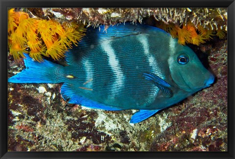 Framed Blue Tang fish, Bonaire, Netherlands Antilles, Caribbean Print