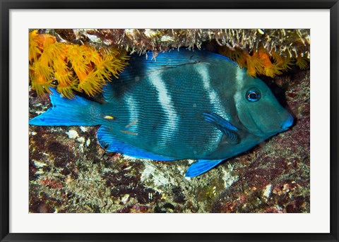 Framed Blue Tang fish, Bonaire, Netherlands Antilles, Caribbean Print