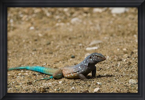 Framed Bonaire Whiptail Lizard, Bonaire, Netherlands Antilles Print