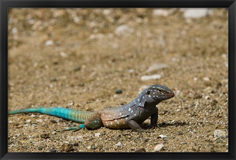 Framed Bonaire Whiptail Lizard, Bonaire, Netherlands Antilles Print