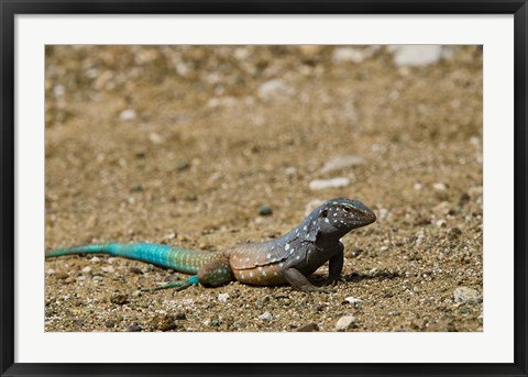 Framed Bonaire Whiptail Lizard, Bonaire, Netherlands Antilles Print