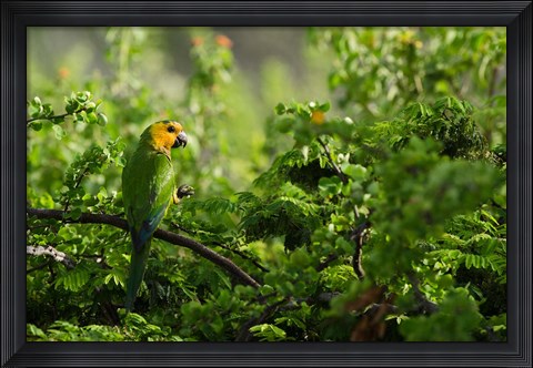 Framed Caribbean Parakeet tropical bird, Netherlands Antilles Print