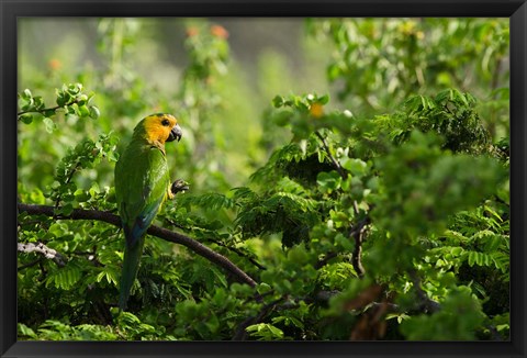 Framed Caribbean Parakeet tropical bird, Netherlands Antilles Print