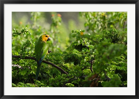 Framed Caribbean Parakeet tropical bird, Netherlands Antilles Print