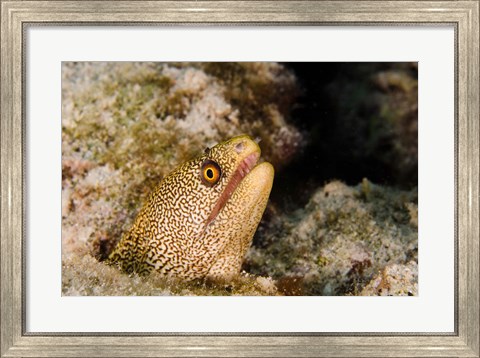 Framed Goldentail Moray fish, Bonaire, Netherlands Antilles Print