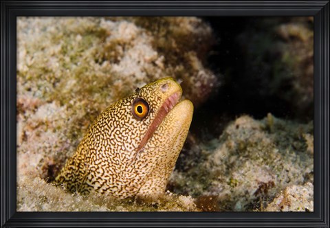 Framed Goldentail Moray fish, Bonaire, Netherlands Antilles Print