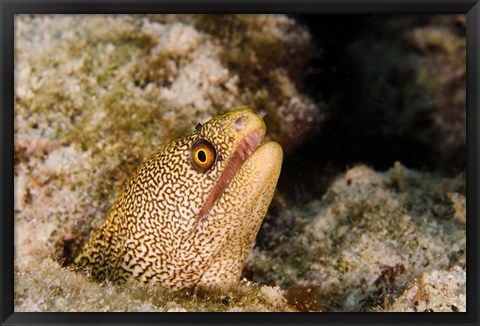 Framed Goldentail Moray fish, Bonaire, Netherlands Antilles Print