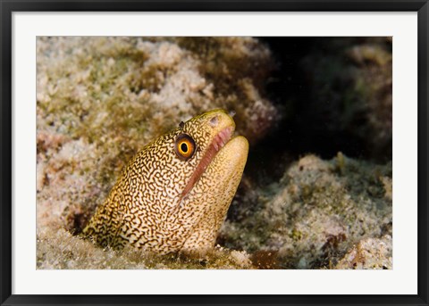 Framed Goldentail Moray fish, Bonaire, Netherlands Antilles Print