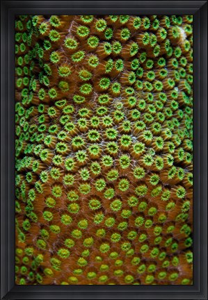 Framed Great Star Coral, Bonaire, Netherlands Antilles Print