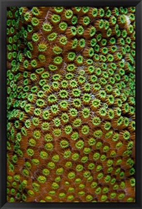 Framed Great Star Coral, Bonaire, Netherlands Antilles Print
