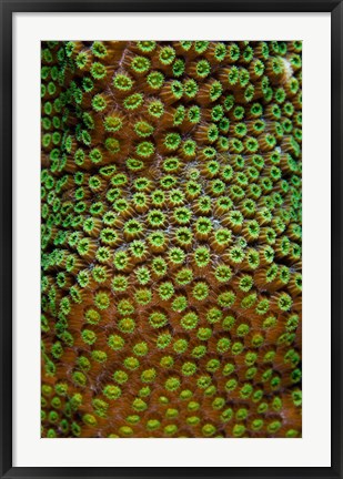 Framed Great Star Coral, Bonaire, Netherlands Antilles Print