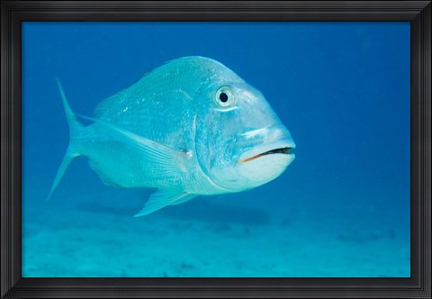 Framed Jolthead Porgy fish, Bonaire, Netherlands Antilles Print