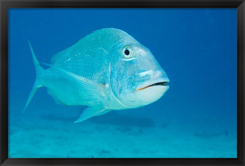 Framed Jolthead Porgy fish, Bonaire, Netherlands Antilles Print