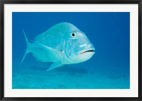 Framed Jolthead Porgy fish, Bonaire, Netherlands Antilles Print