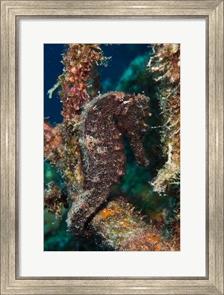 Framed Longsnout Seahorse, Marine Life, Netherlands Antilles Print