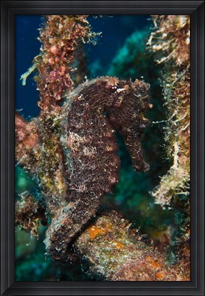 Framed Longsnout Seahorse, Marine Life, Netherlands Antilles Print