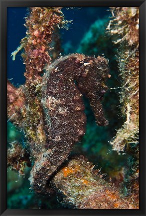 Framed Longsnout Seahorse, Marine Life, Netherlands Antilles Print