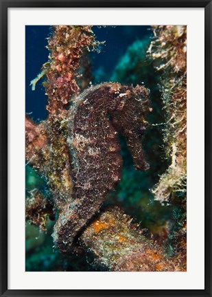 Framed Longsnout Seahorse, Marine Life, Netherlands Antilles Print