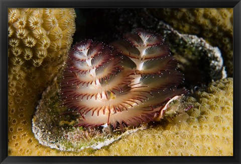 Framed Marine life, Christmas Tree Worm, Star Coral, Bonaire Print