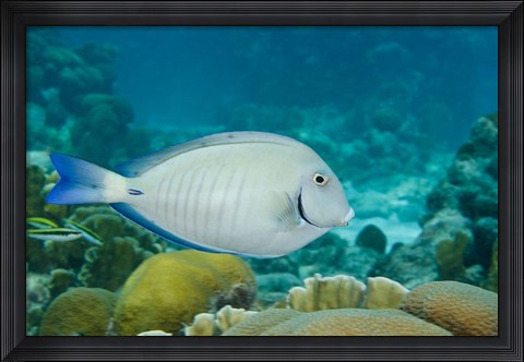 Framed Ocean Surgeonfish, Bonaire, Netherlands Antilles Print