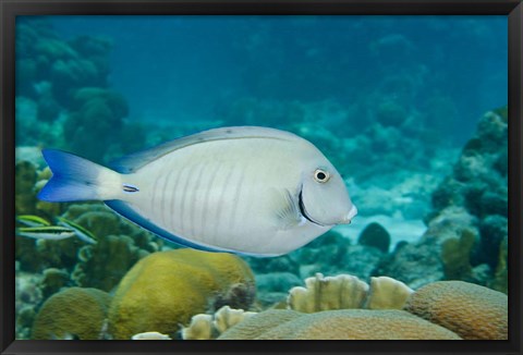 Framed Ocean Surgeonfish, Bonaire, Netherlands Antilles Print