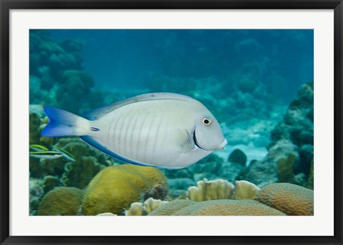 Framed Ocean Surgeonfish, Bonaire, Netherlands Antilles Print