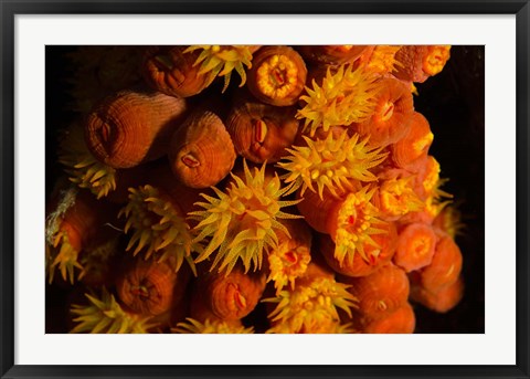 Framed Orange Cup Coral, Netherlands Antilles Print